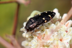 Acmaeodera angelica