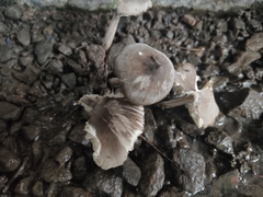 Termitomyces