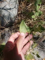 Aristolochia californica