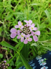 Iberis umbellata