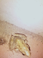 Ptychadena mossambica