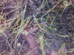 Ptychadena mossambica