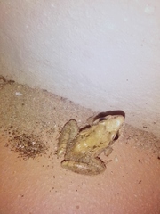 Ptychadena mossambica