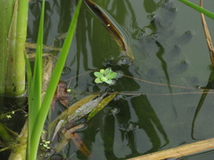 Pistia stratiotes