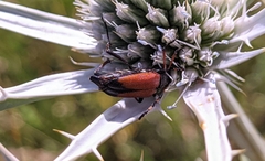 Cribroleptura otini