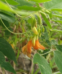 Vicia crocea