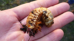 Oryctes nasicornis