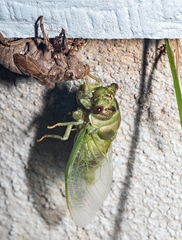 Megatibicen auletes