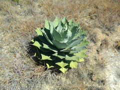 Agave nuusaviorum