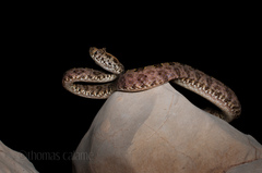 Three Horned-Scaled Pitviper photo 2