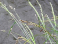 Carex divulsa divulsa