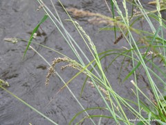 Carex divulsa divulsa