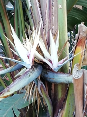 Strelitzia nicolai