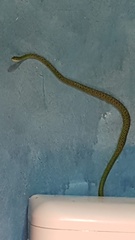 Philothamnus punctatus