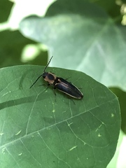 Megapenthes limbalis