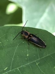 Megapenthes limbalis