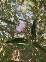 Nerium oleander
