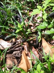 Coluber constrictor priapus