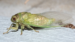 Megatibicen auletes