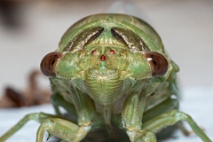 Megatibicen auletes