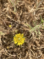 Centromadia fitchii