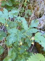 Rubus idaeus strigosus