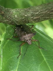 Pentatoma rufipes