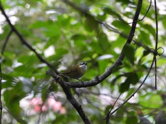 Chlorospingus flavopectus