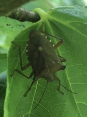 Pentatoma rufipes
