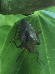 Pentatoma rufipes