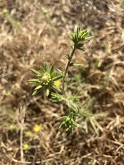 Centromadia fitchii