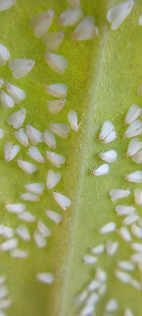 Rhododendron Whitefly