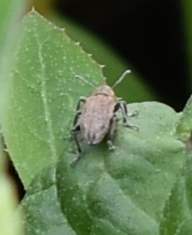 Tanymecus