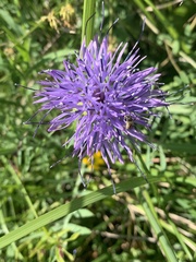 Carthamus mitissimus