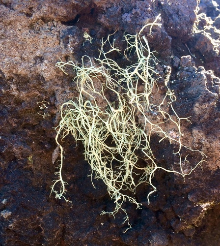 Ramalina australiensis image