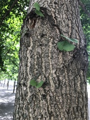 Ginkgo biloba