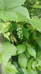 Vitis riparia