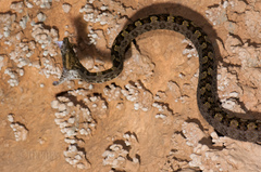 Three Horned-Scaled Pitviper photo 4