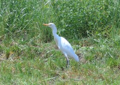 Bubulcus ibis