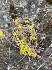 Sedum debile