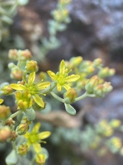 Sedum debile