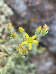 Sedum debile