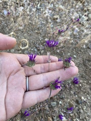 Monardella douglasii