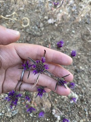 Monardella douglasii