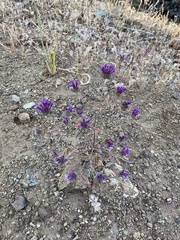 Monardella douglasii