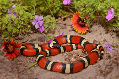 Lampropeltis annulata