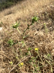 Centromadia fitchii