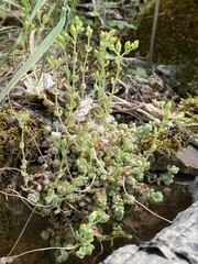 Sedum debile