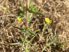 Centromadia fitchii