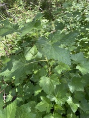Ribes hudsonianum petiolare